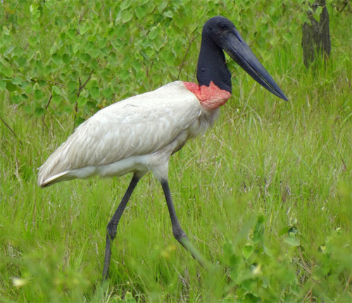 Jabiru - Jabiru mycteria