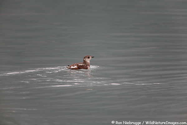 Kittlitz's Murrelet - Brachyramphus brevirostris