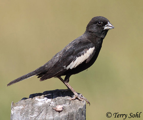 Lark Bunting - Calamospiza melanocorys