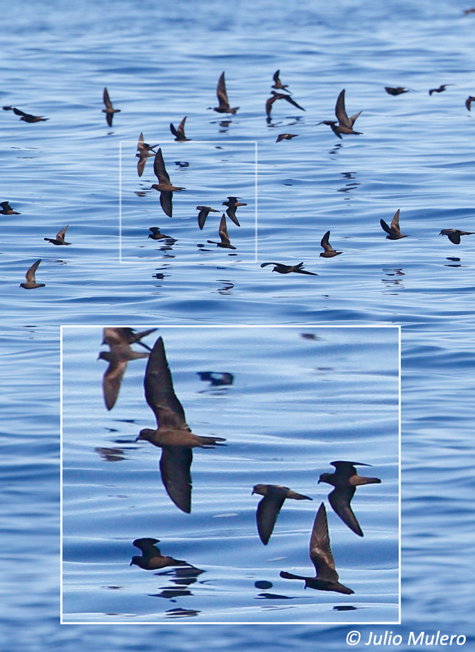 Least Storm-Petrel in flight
