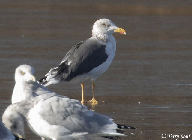Lesser Black-backed Gull - Larus fuscus