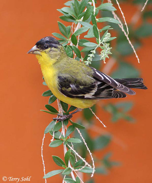 Spinus psaltria - Lesser Goldfinch