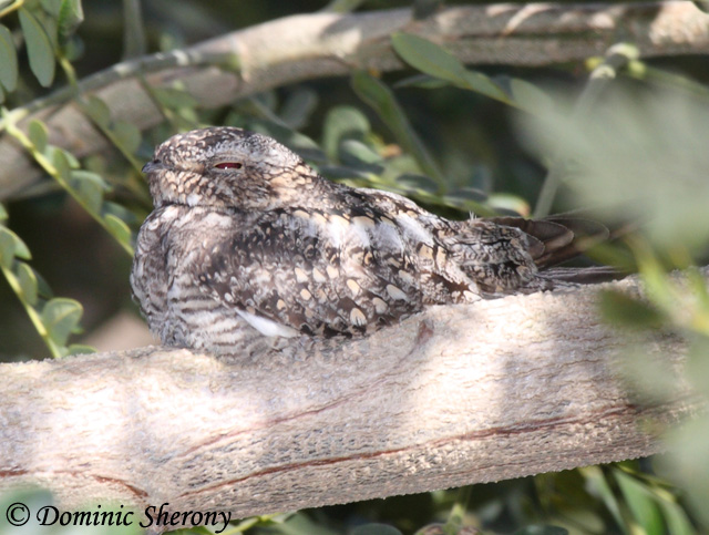 Lesser Nighthawk - Chordeiles acutipennis