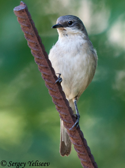 Lesser Whitethroat - Sylvia curruca