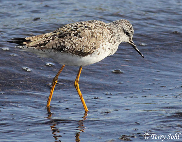 Lesser Yellowlegs - Tringa flavipes