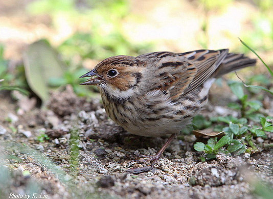 Little Bunting - Emberiza pusilla