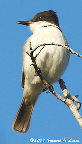 Loggerhead Kingbird - Tyrannus caudifasciatus