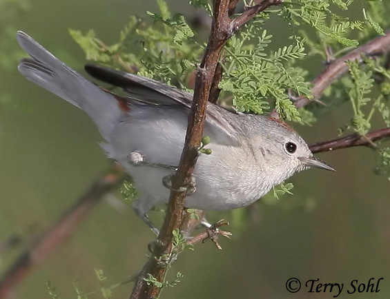 Lucy's Warbler - Oreothlypis luciae