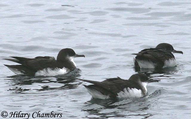 Manx Shearwater - Puffinus puffinus