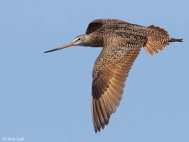 Marbled Godwit - Limosa fedoa