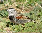McCown's Longspur - Calcarius mccownii