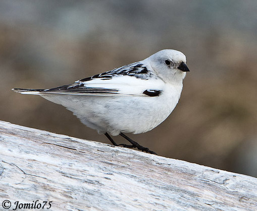 McKay's Bunting - Plectrophenax hyperboreus