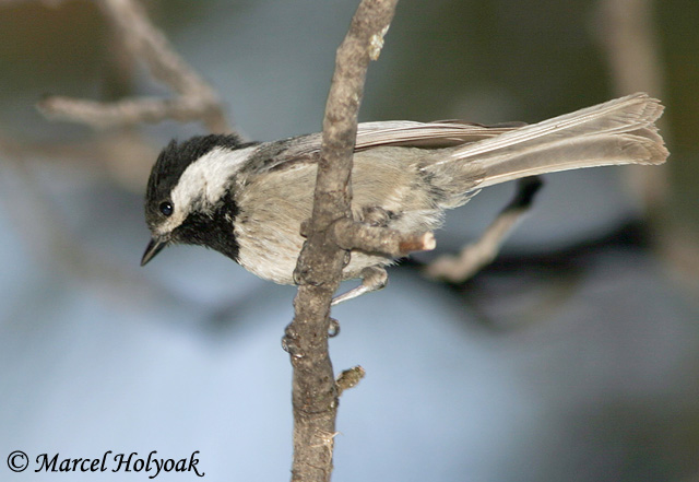 Mexican Chickadee - Poecile sclateri