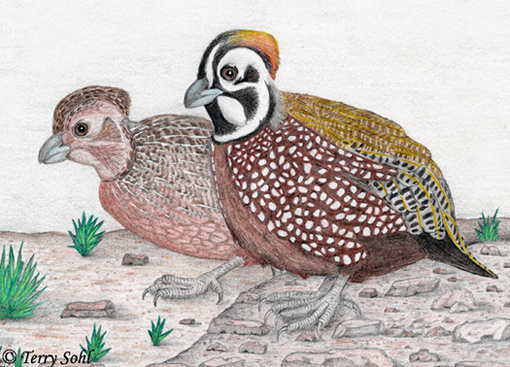 Montezuma Quail - Cyrtonyx montezumae