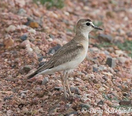 Mountain Plover - Charadrius montanus