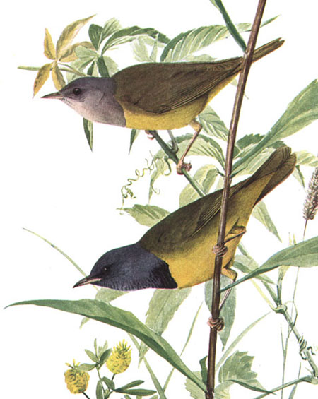 Mourning Warbler - Geothlypis philadelphia