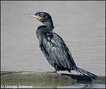 Neotropic Cormorant - Phalacrocorax auritus