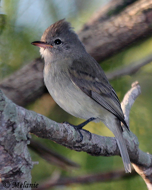 Northern Beardless-Tyrannulet - Camptostoma imberbe