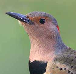 Northern Flicker - Colaptes auratus - Yellow-shafted female