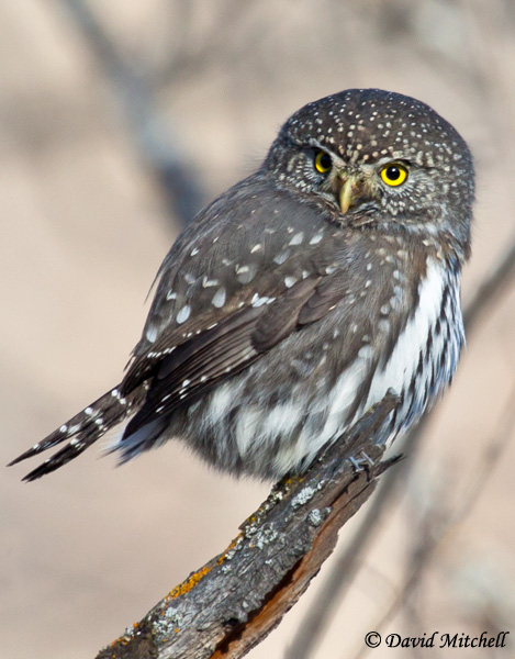 Northern Pygmy-Owl - Glaucidium gnoma