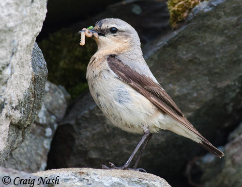 Northern Wheatear - Oenanthe oenanthe