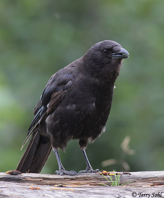 Northwestern Crow - Corvus caurinus