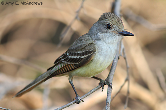 Nutting's Flycatcher - Myiarchus nuttingi