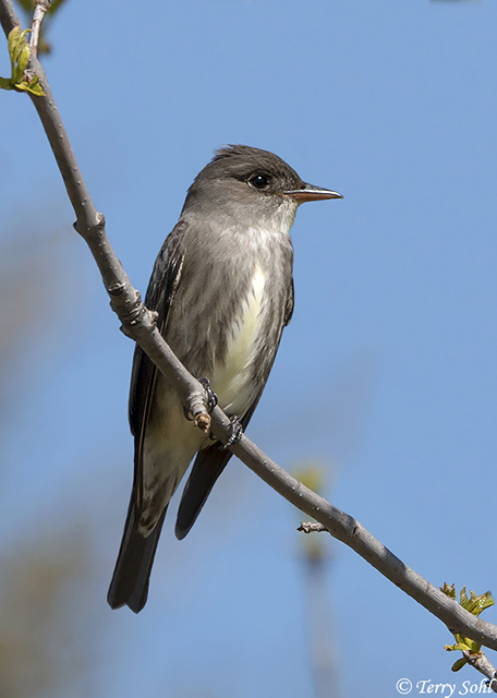 Olive-sided Flycatcher - Contopus cooperi 