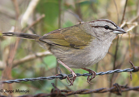 Olive Sparrow - Arremonops rufivirgatus