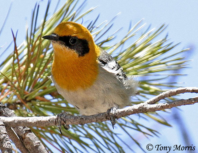 Olive Warbler - Peucedramus taeniatus