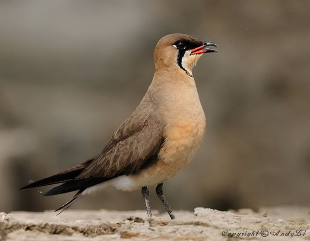 Oriental Pratincole - Glareola maldivarum