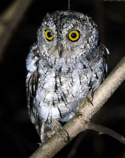 Oriental Scops Owl - Otus sunia