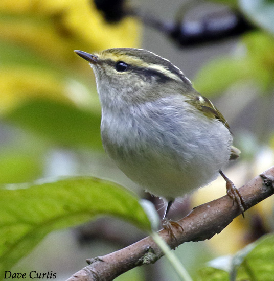 Pallas's Leaf Warbler - Phylloscopus inornatus