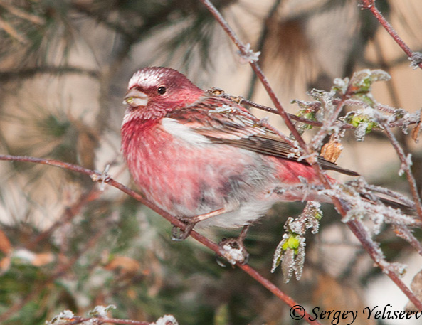 Pallas's Rosefinch - Carpodacus roseus