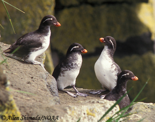 Parakeet Auklet - Aethia psittacula