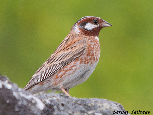 Pine Bunting - Emberiza leucocephalos