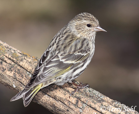 Pine Siskin - Carduelis pinus