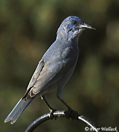 Pinyon Jay - Gymnorhinus cyanocephalus