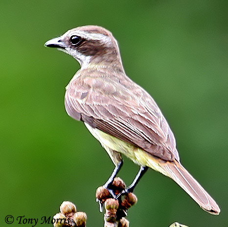 Piratic Flycatcher - Legatus leucophaius