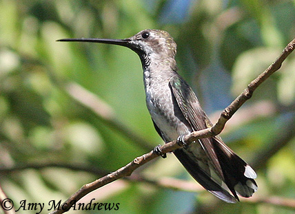 Plain-capped Starthroat - Heliomaster constantii