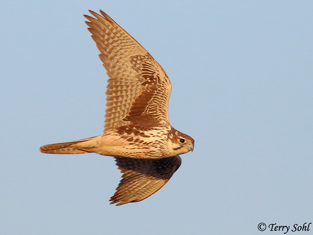 Prairie Falcon - Falco mexicanus