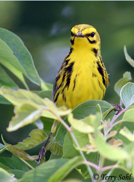 Prairie Warbler - Setophaga discolor