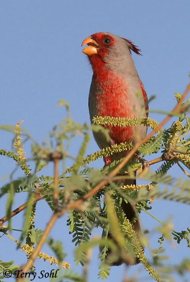 Pyrrhuloxia - Cardinalis sinuatus