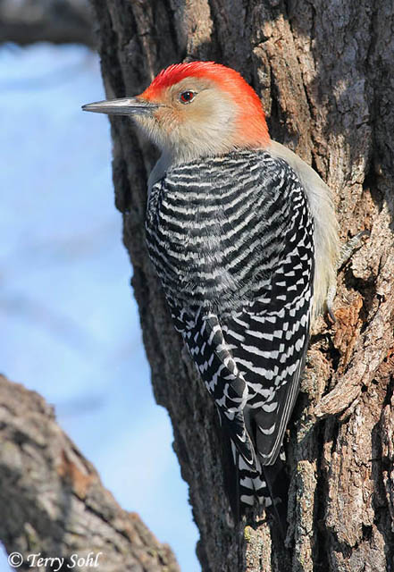 Red-bellied Woodpecker - Melanerpes carolinus