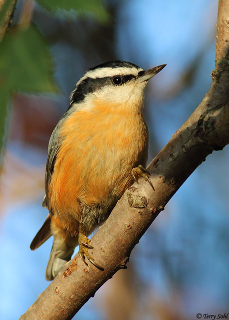 Red-breasted Nuthatch - Sitta canadensis