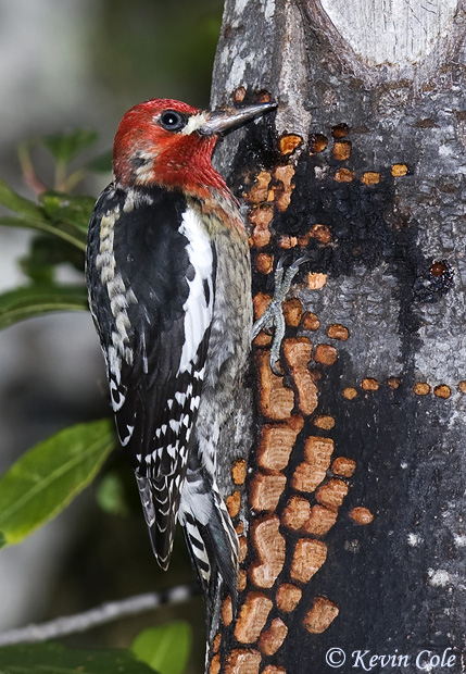 Red-breasted Sapsucker - Sphyrapicus ruber