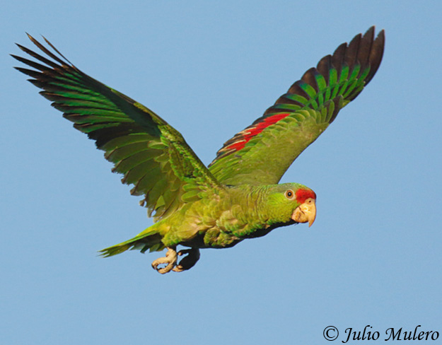 yellow headed amazon flying