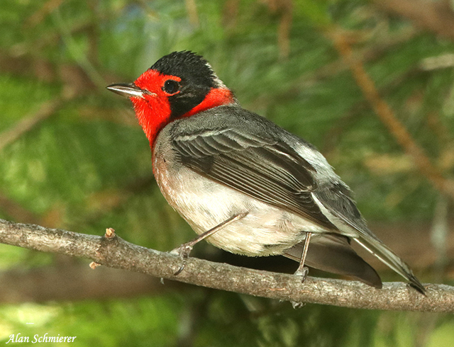 Red-faced Warbler - Cardellina rubrifrons