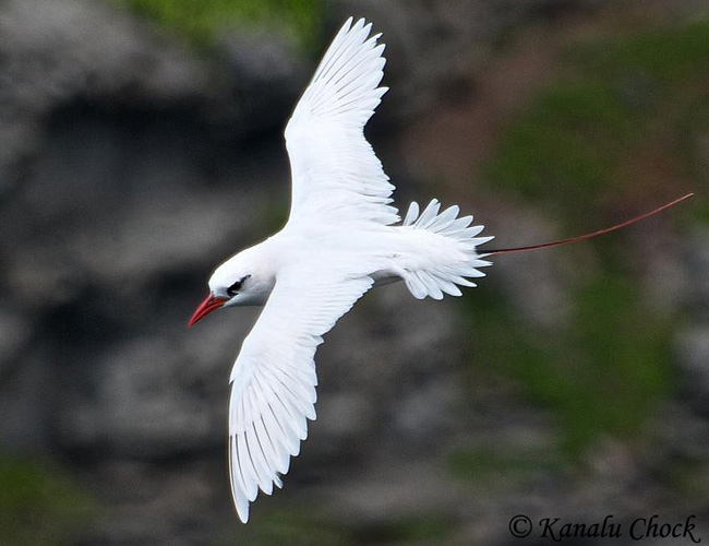 Red-tailed tropicbird Redtailed Tropicbird Species Information and Photos