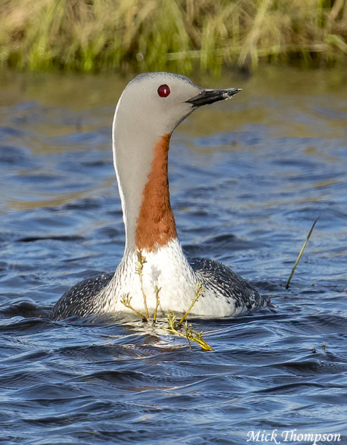 Red-throated Loon - Gavia stellata